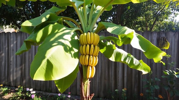 5 astuces pour cultiver un bananier à la maison sans effort